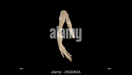 Bones of the hand Stock Photo - Alamy