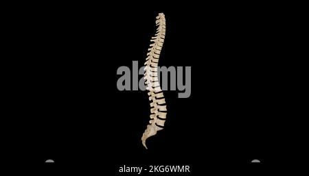 Lateral view of Vertebral Column Stock Photo