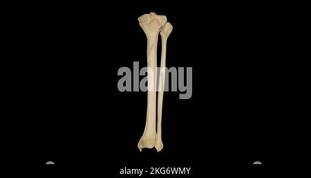 Posterior view of Bones of Right Leg Stock Photo