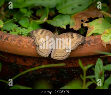 Dorsal view of a Chocolate Pansy (Junonia iphita) butterfly resting on the side of a flower pot with it's wings spread open at Mangalore, Karnataka in Stock Photo