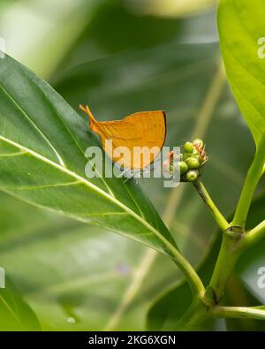 A beautiful Yamfly (Loxura atymnus) butterfly resting on a leaf in the garden at Mangalore, Karnataka in India. Stock Photo