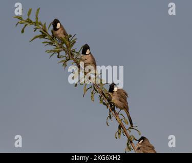 Group of four White-eared bulbul (Pycnonotus leucotis), perched on a tree branch with a blue sky background at the Al Qudra lakes in Dubai, United Ara Stock Photo