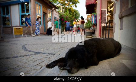 Dog in the street. Black stray dog sleeping on the street. Stock Photo