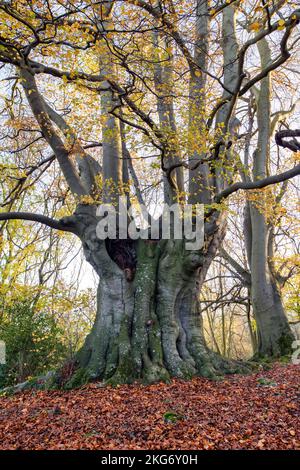 Fagus sylvatica. Ancient Beech trees with autumn foliage in the cotswold countryside. Lineover Wood, Dowdeswell, Gloucestershire, England Stock Photo