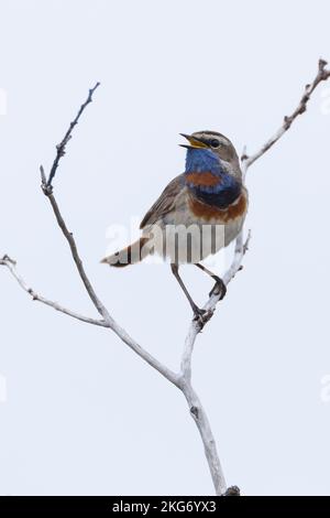 Blaukehlchen, Rotsterniges Blaukehlchen, Männchen, singend, Luscinia svecica, Cyanecula svecica, Cyanosylvia svecica, Luscinia svecica svecica, Cyanos Stock Photo