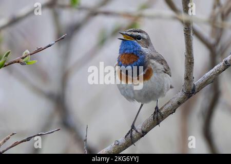 Blaukehlchen, Rotsterniges Blaukehlchen, Männchen, singend, Luscinia svecica, Cyanecula svecica, Cyanosylvia svecica, Luscinia svecica svecica, Cyanos Stock Photo