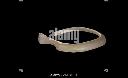 Posterior view of Right First Rib Stock Photo - Alamy