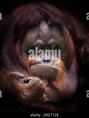 Deep in thought. Jakarta, Indonesia: THESE FUNNY photos show an orangutan pulling silly faces for a delighted photographer. One image shows a young ma Stock Photo
