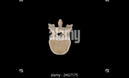 Inferior view of Twelfth Thoracic Vertebra (T12) Stock Photo