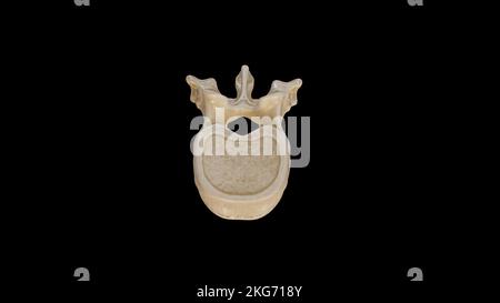 Superior view of Twelfth Thoracic Vertebra (T12) Stock Photo