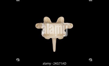 Third thoracic vertebrae (T3): The thoracic spinal nerve 3 passes ...