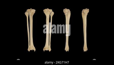 Bones of Right Leg-Multiple Views Stock Photo