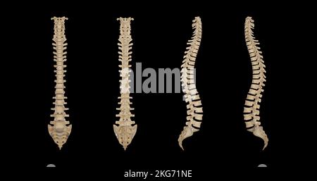 Vertebral Column-Multiple Views Stock Photo