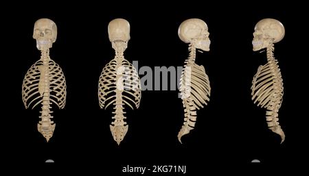 Multiple views of Axial Skeleton Stock Photo