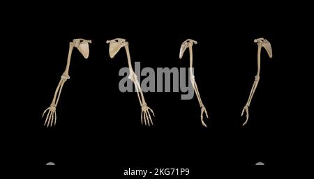 Bones of Upper Limb-Multiple Views Stock Photo