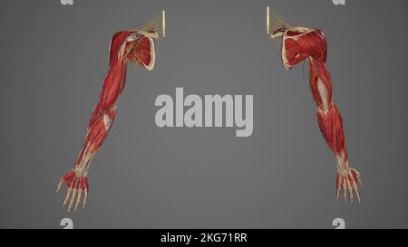 Full upper extremity arm 3d anatomy Stock Photo
