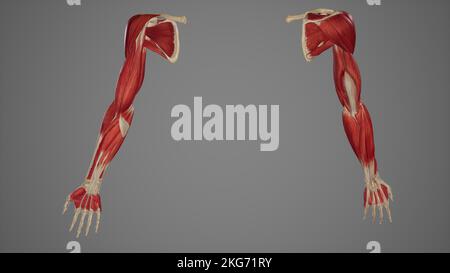 Muscles Anatomy of Upper Limb Stock Photo