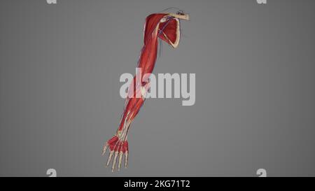 Muscles and vessels Anatomy of Upper Limb Stock Photo