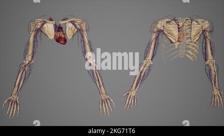 Upper limbs with blood vessels multiple views Stock Photo