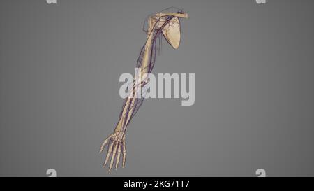 Upper limbs with blood vessels Stock Photo