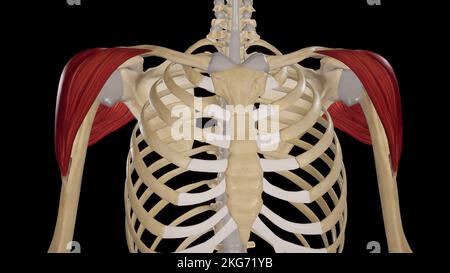 Deltoid Muscle anterior view Stock Photo