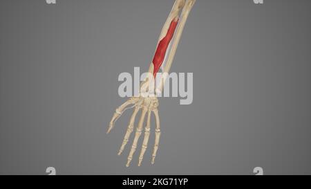 Flexor Pollicis Longus Stock Photo