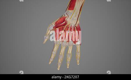 Nerves of Hand Stock Photo