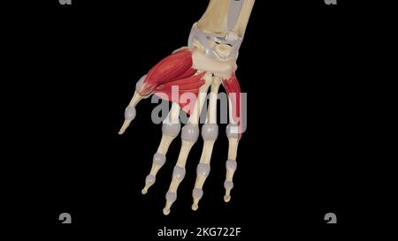 Thenar and Hypothenar Muscles Stock Photo