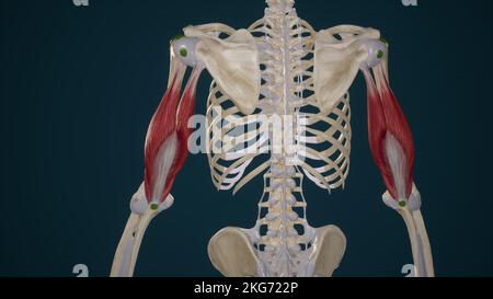 Triceps Brachii Muscle Stock Photo