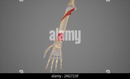 Pronators muscles of forearm Stock Photo