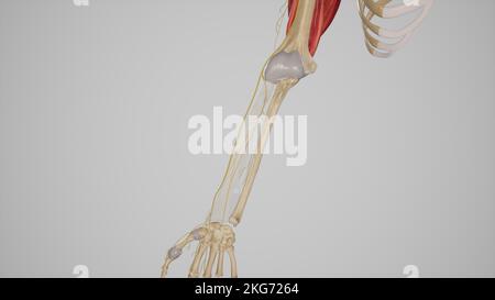 Branches of Radial Nerve in Forearm Stock Photo