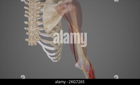 Branches of Radial Nerve in Upper Arm Stock Photo