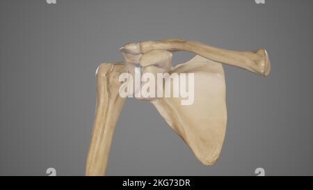 Bones of Shoulder Anatomy Stock Photo