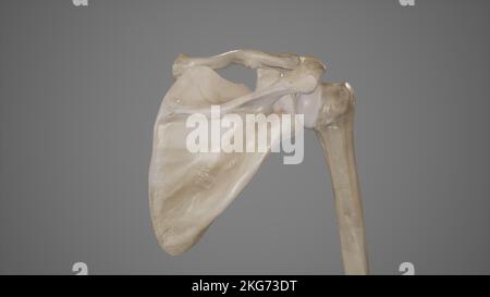 Bones of Shoulder-Posterior View Stock Photo
