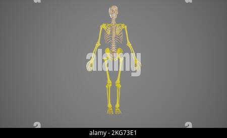 Colored Appendicular Skeleton Anatomy Stock Photo