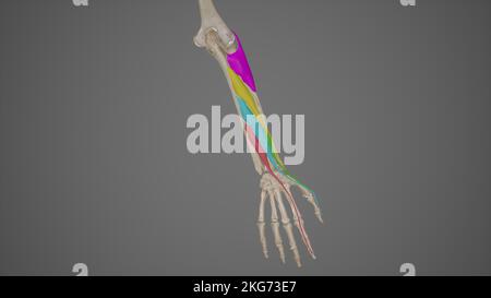 Deep Extensor Muscles of Forearm Stock Photo