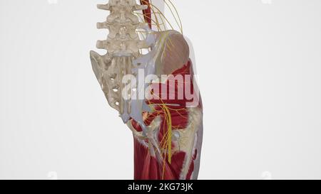 Nerves of Gluteal Region Stock Photo