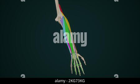 Superficial Extensor Muscles of Forearm Stock Photo