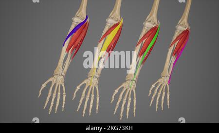 Superficial Flexor Muscles of Forearm-Individuals Stock Photo