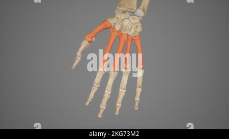 Medical Illustration of Metacarpal Bones Stock Photo