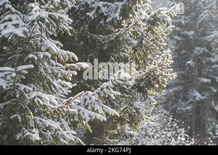 Beautiful winter scenery with snow falling on a spruce tree branch close-up Stock Photo