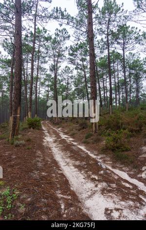 Sandy road in autumn pine forest Stock Photo