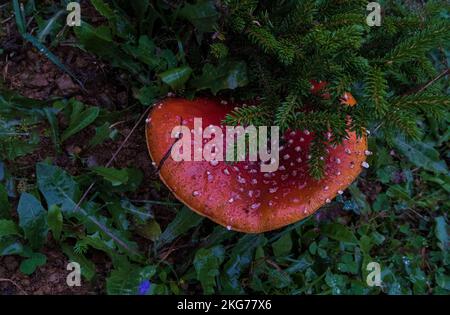 Amanita mushroom, Amanita mushroom growing on the Black Sea coast of Turkey, red mushroom, poison, nutrients, natural foods, mushrooms, life in nature Stock Photo