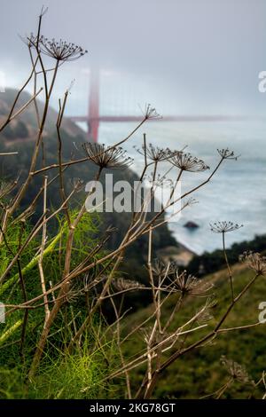 A closeup of Persian hogweed plants with foggy Golden Gate Bridge in the background Stock Photo