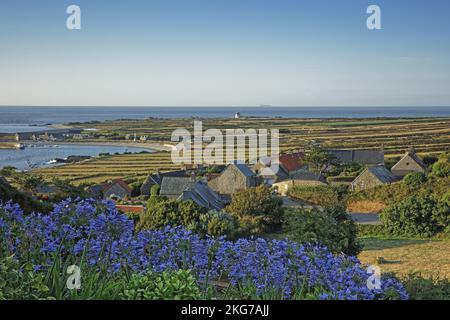 France, Manche. (50), Auderville, landscape of La Hague at Port Goury, Agapanthus flowerbed Stock Photo