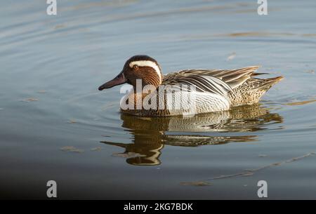 Male Garganey waterfowl, swimming in a pool, RSPB Minsmere nature reserve, Suffolk Stock Photo