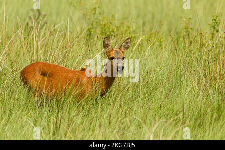Roe Deer in long grass, Cairngorm National Park, Scotland Stock Photo