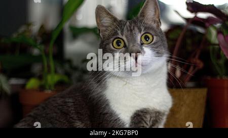 the cat stares wide-eyed Stock Photo
