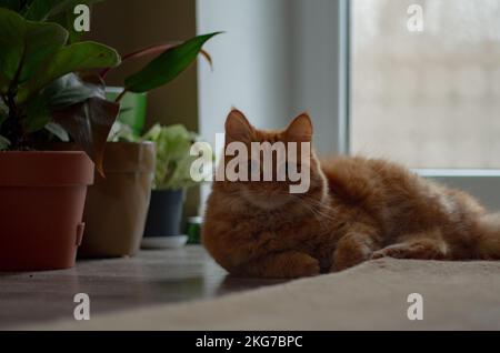 Fluffy red cat lying on the floor beautifully Stock Photo