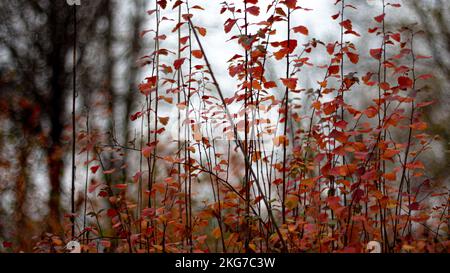 small bushes with red leaves in the park Stock Photo